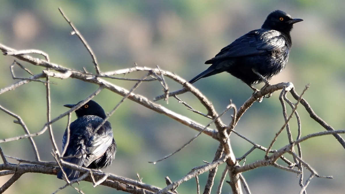 Pale-winged Starling - ML643033437