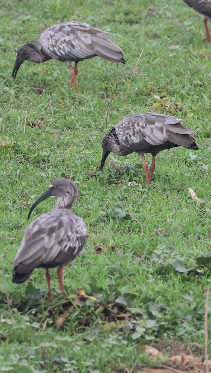 Plumbeous Ibis - ML643033440