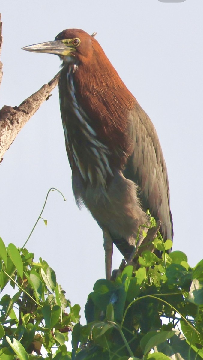 Rufescent Tiger-Heron - ML643033453