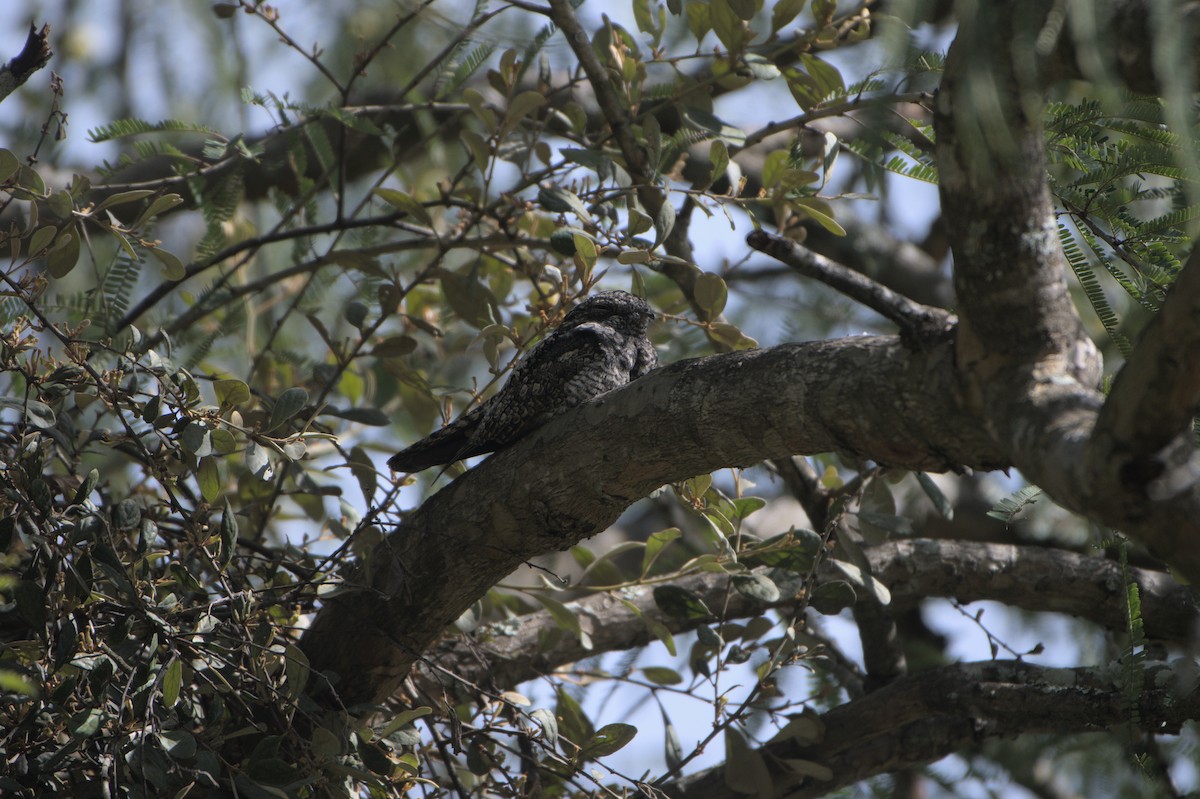 Jungle Nightjar - ML643033469