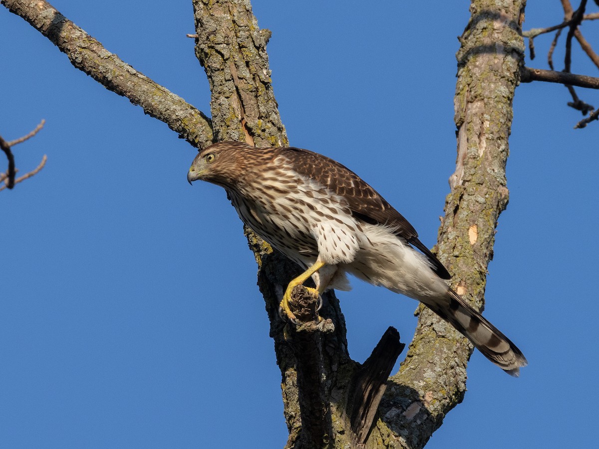 Cooper's Hawk - ML643033487