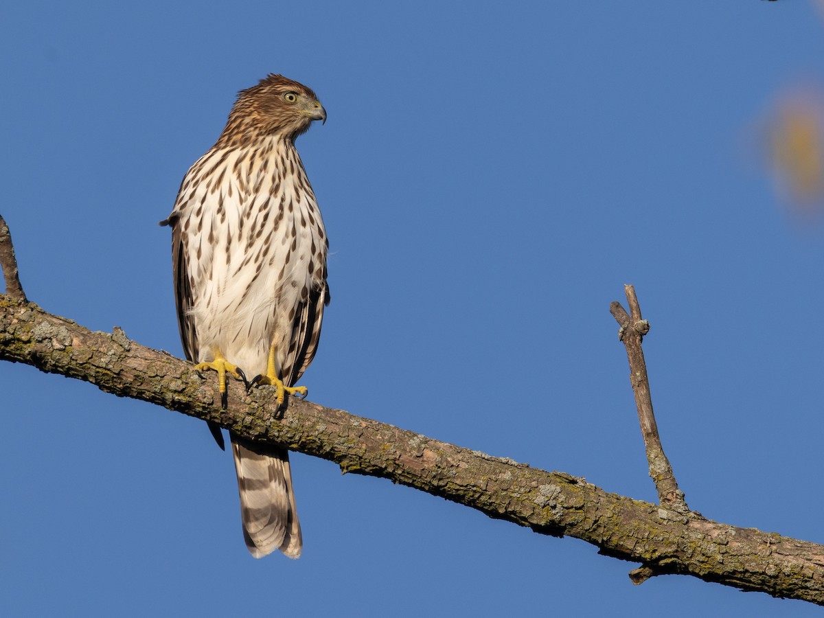 Cooper's Hawk - ML643033499