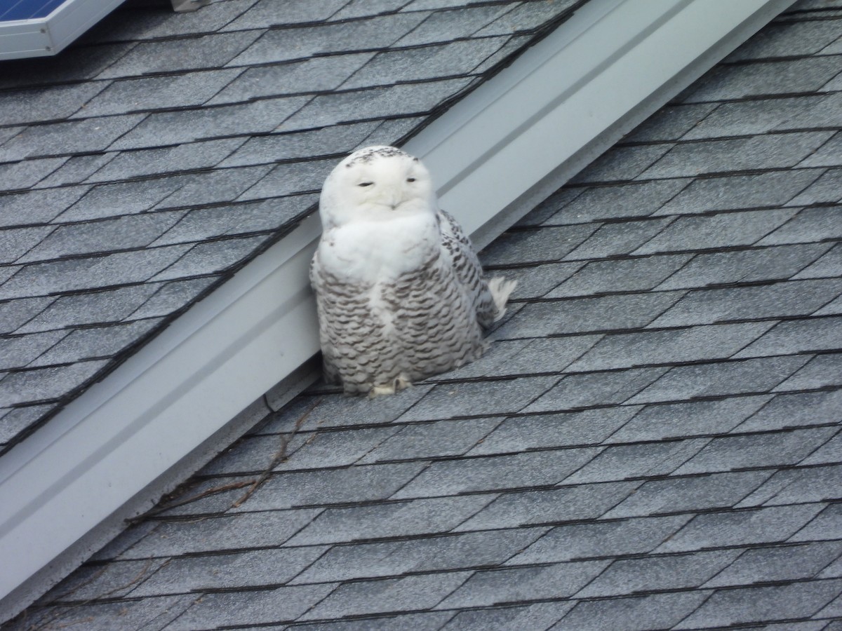 Snowy Owl - ML643033515