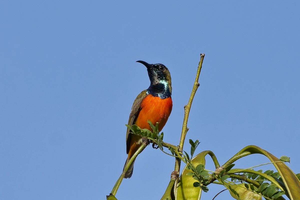 Flame-breasted Sunbird - ML643033579