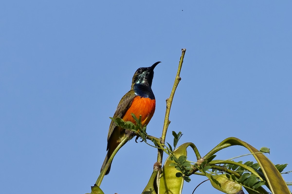 Flame-breasted Sunbird - ML643033580