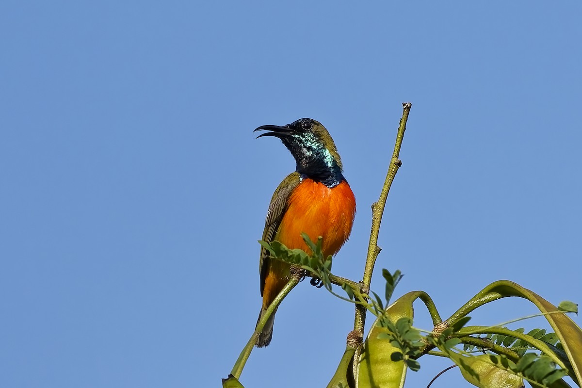 Flame-breasted Sunbird - ML643033581