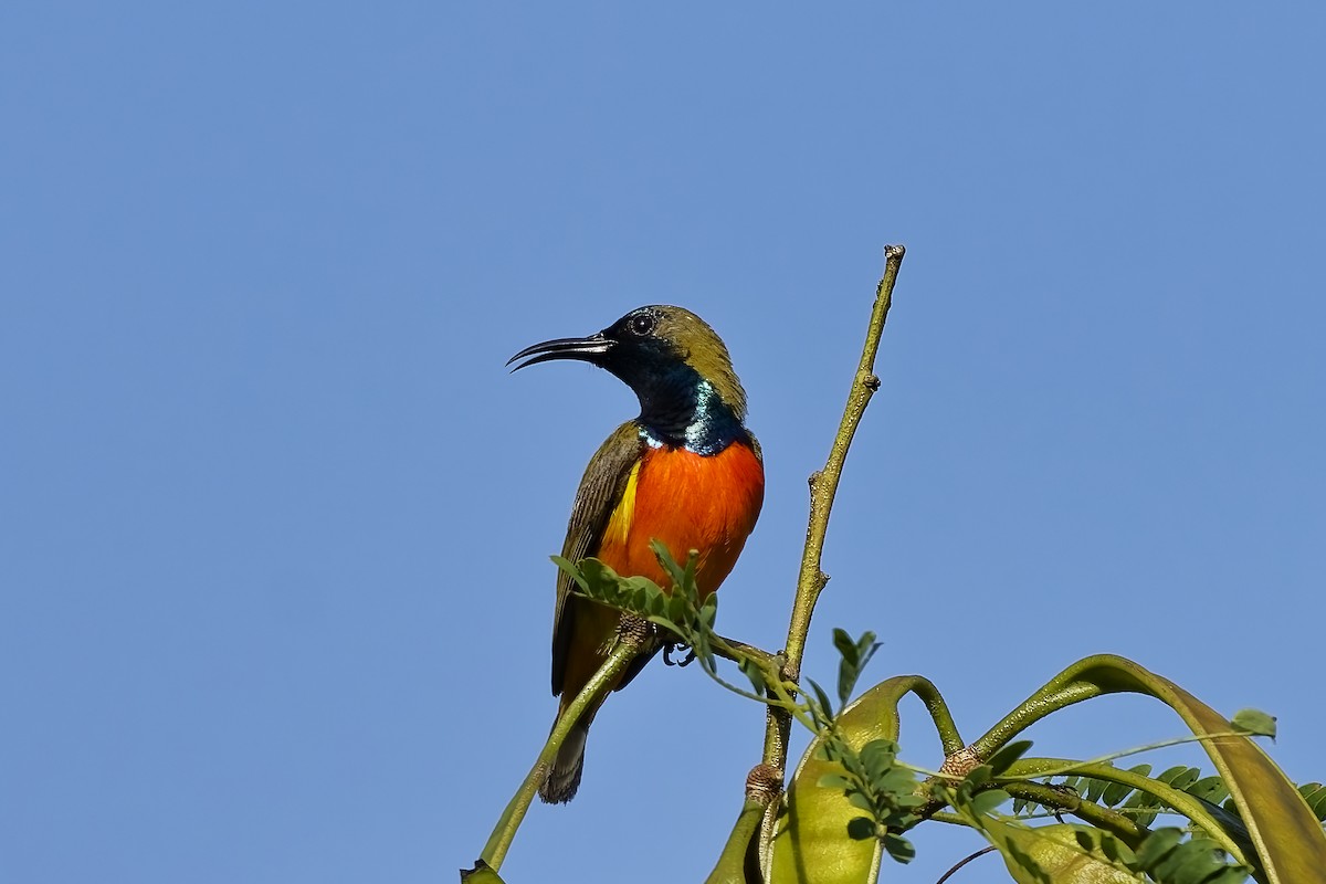 Flame-breasted Sunbird - ML643033591