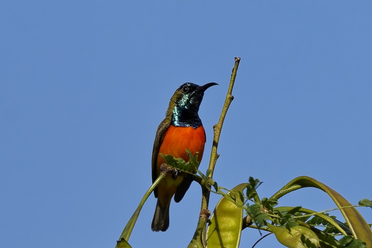 Flame-breasted Sunbird - ML643033618