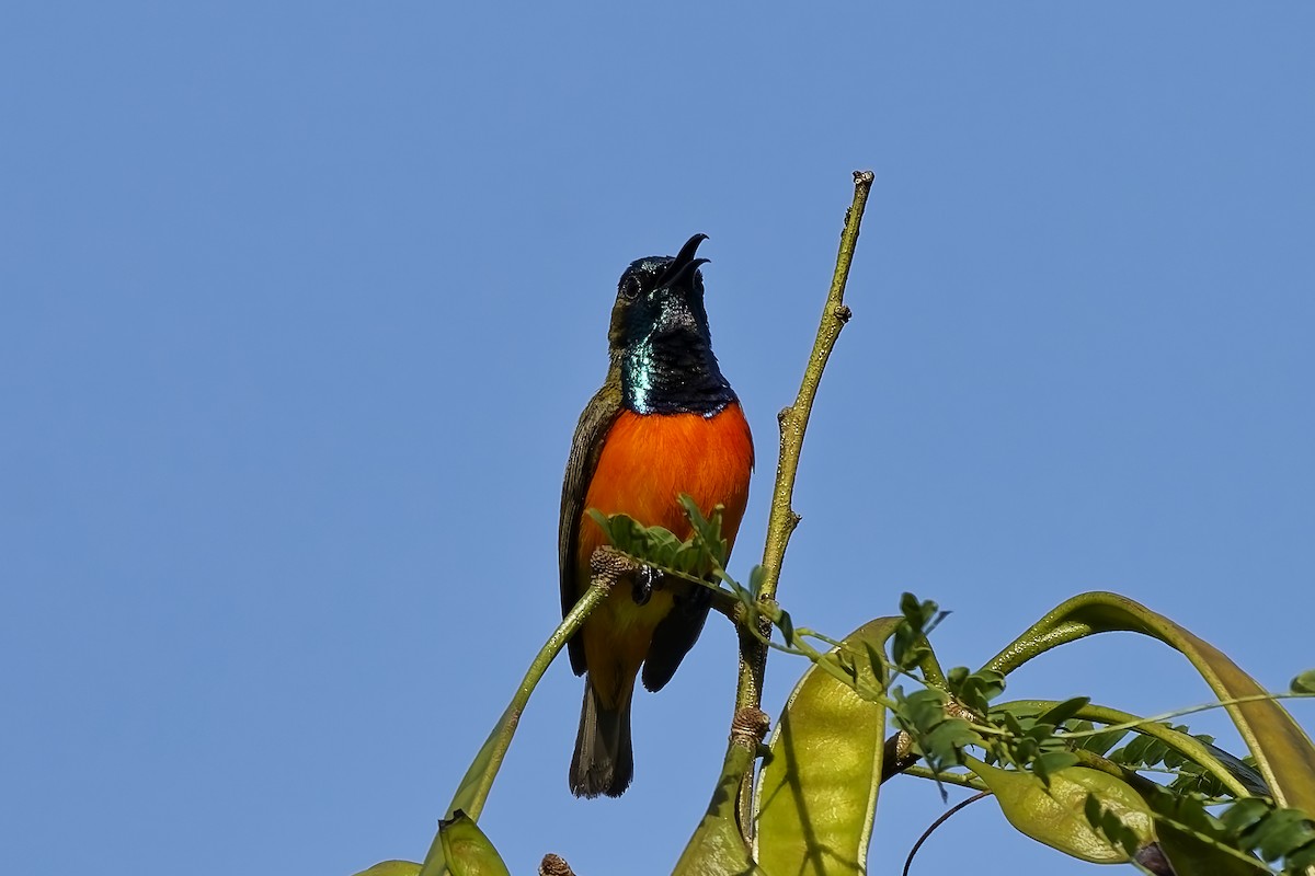 Flame-breasted Sunbird - ML643033619