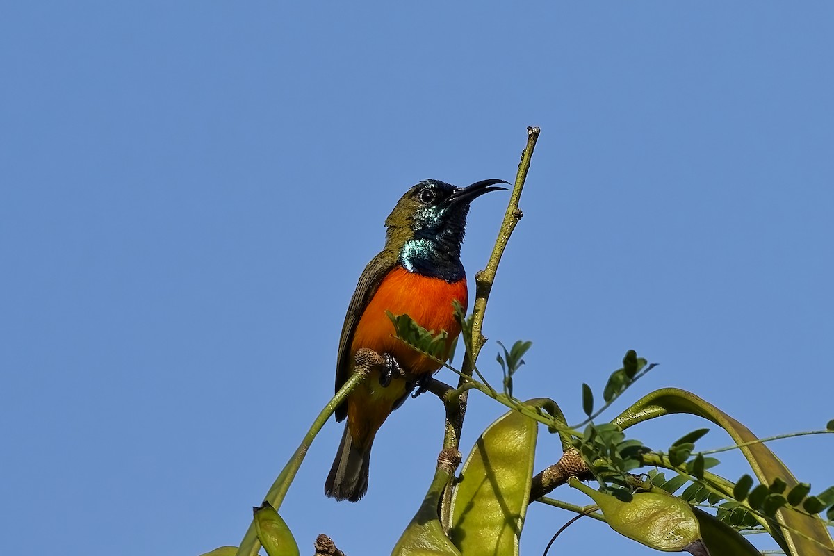 Flame-breasted Sunbird - ML643033620