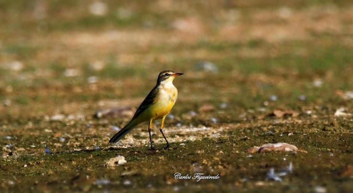Western Yellow Wagtail - ML643033622