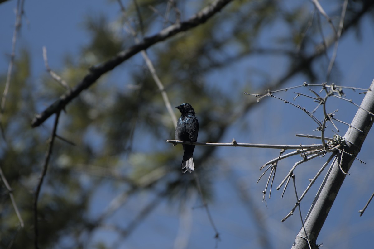 Bronzed Drongo - ML643033637