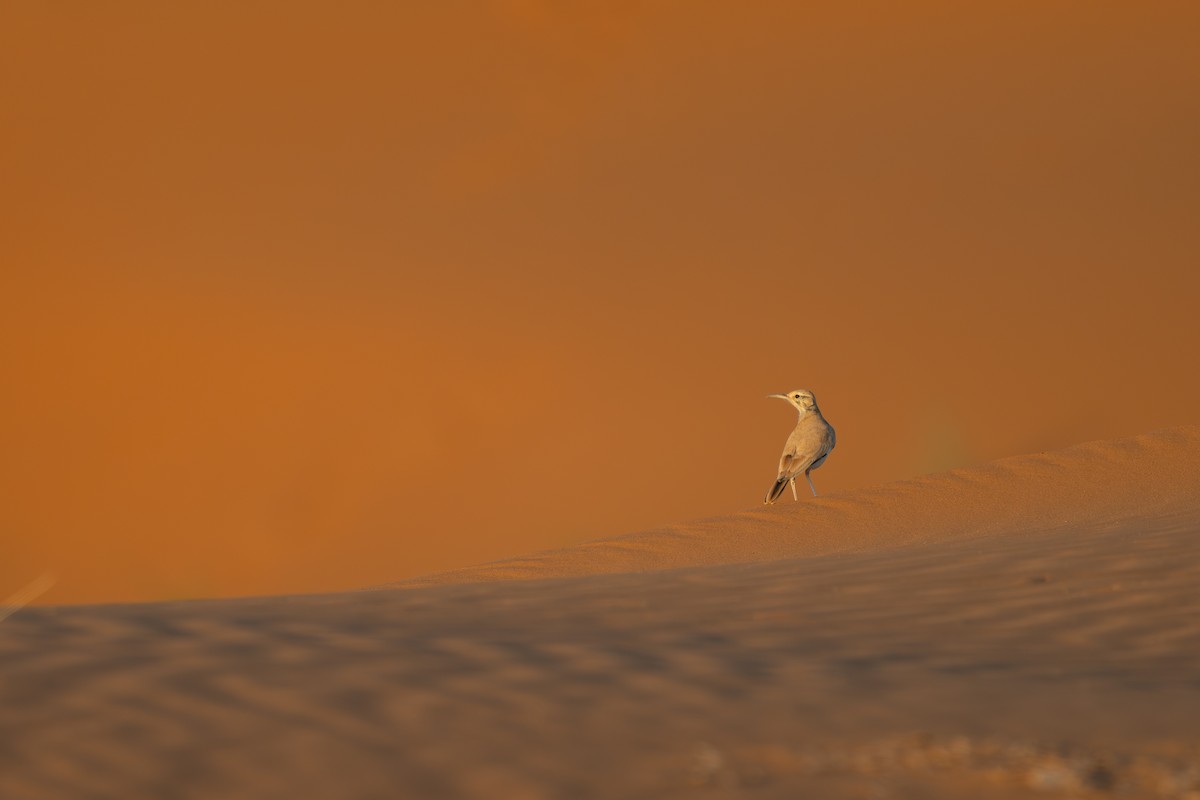 Greater Hoopoe-Lark - ML643033651