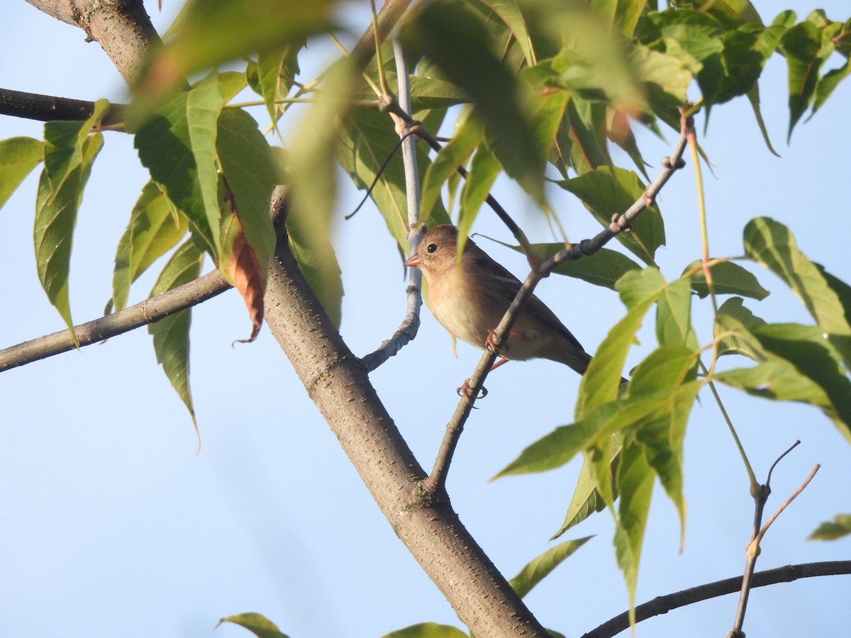 Field Sparrow - ML643033676