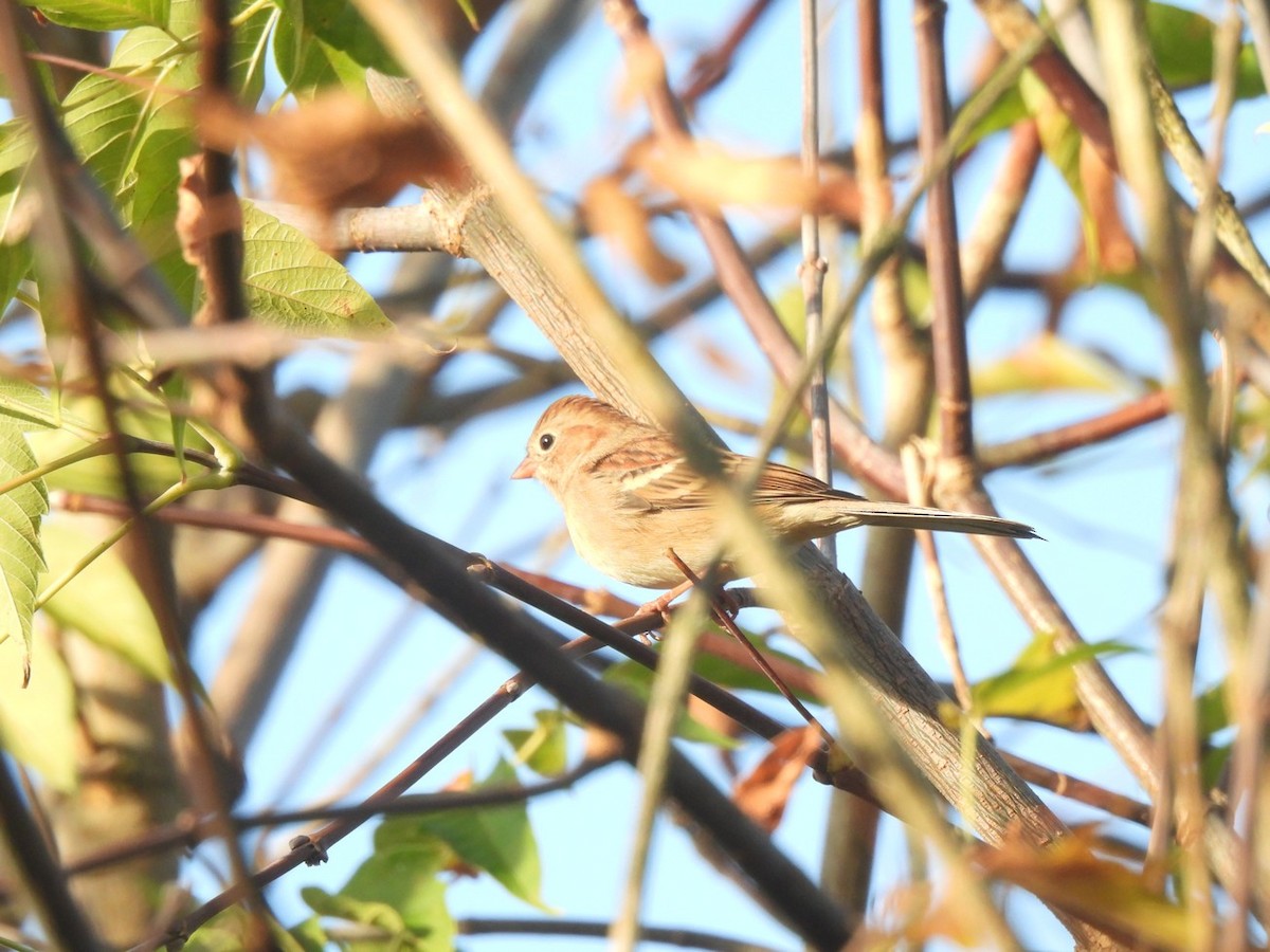 Field Sparrow - ML643033677
