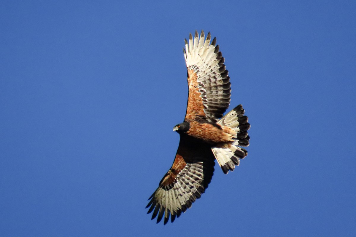 Black-and-chestnut Eagle - ML643033685