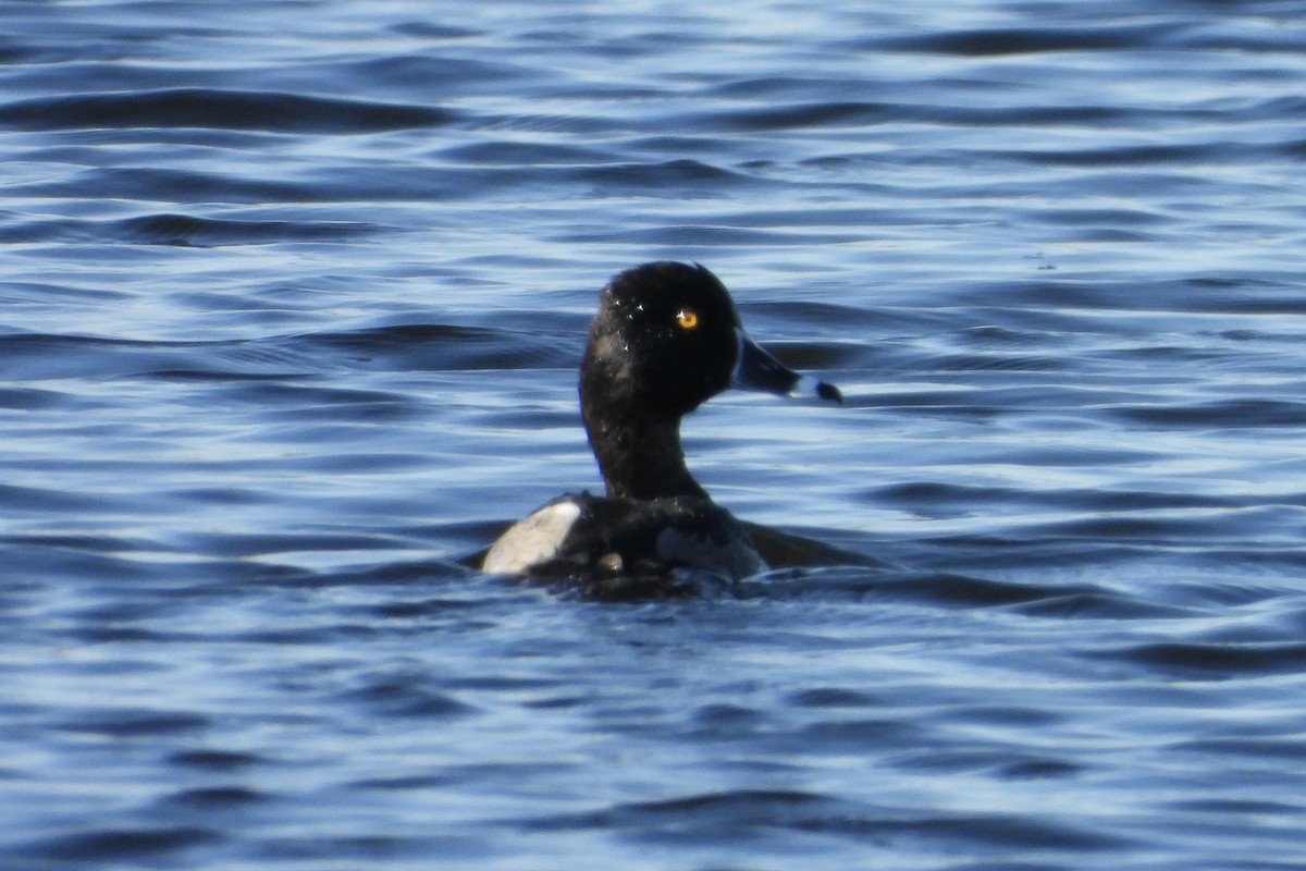 Ring-necked Duck - ML643033687