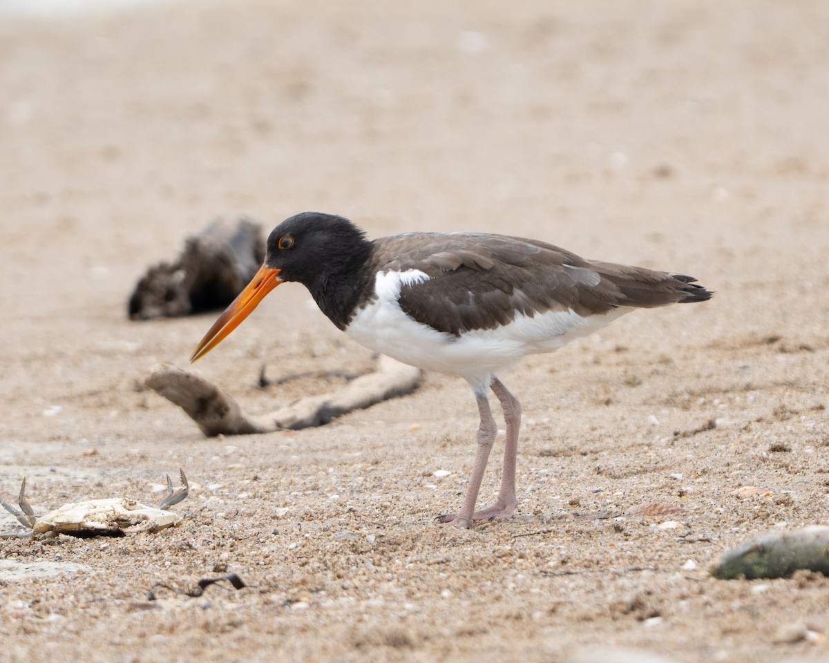 ústřičník americký - ML643033688