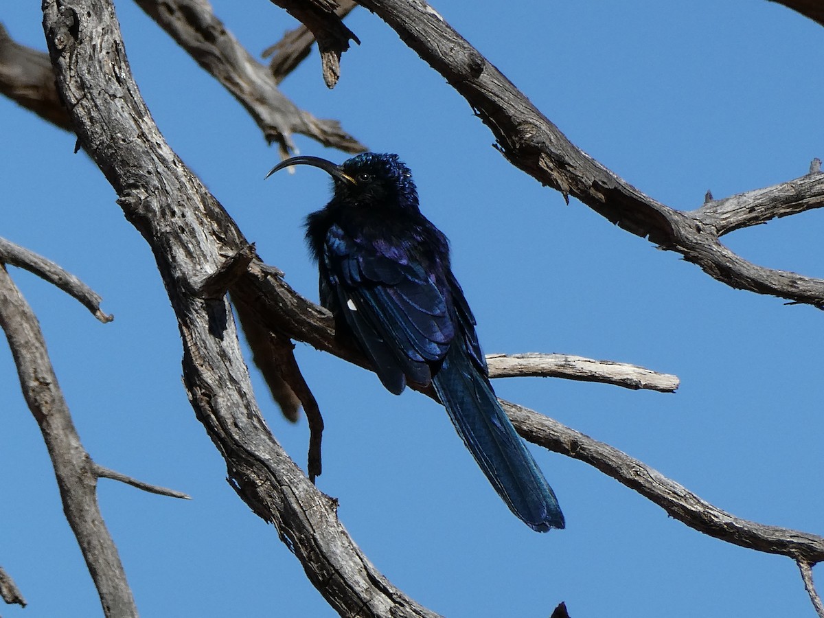 Common Scimitarbill - ML643033699