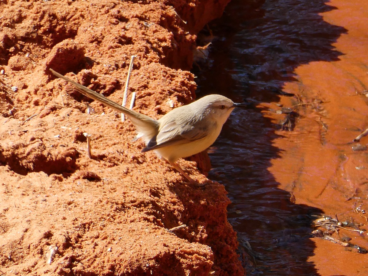 Black-chested Prinia - ML643033729