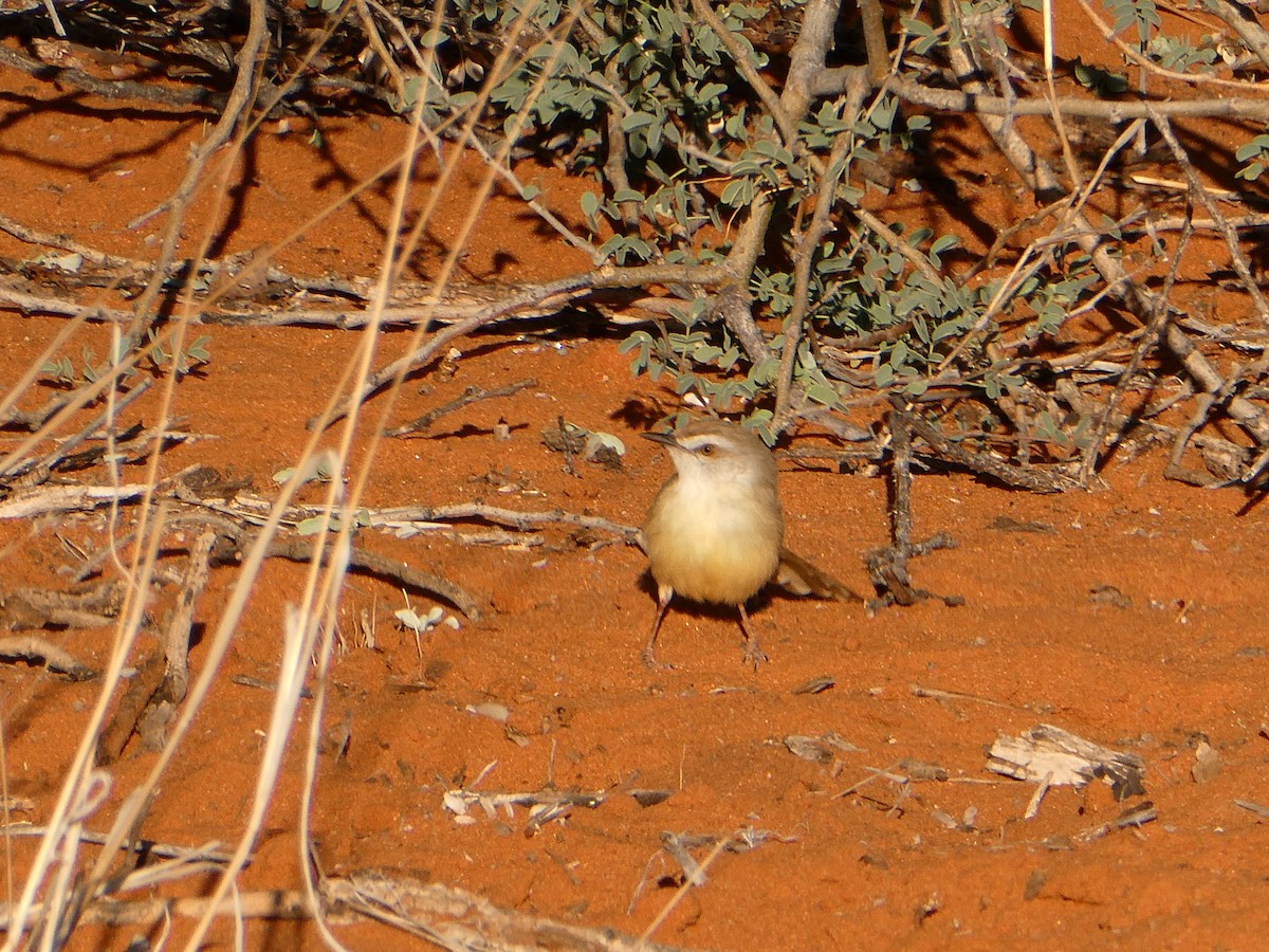Black-chested Prinia - ML643033732