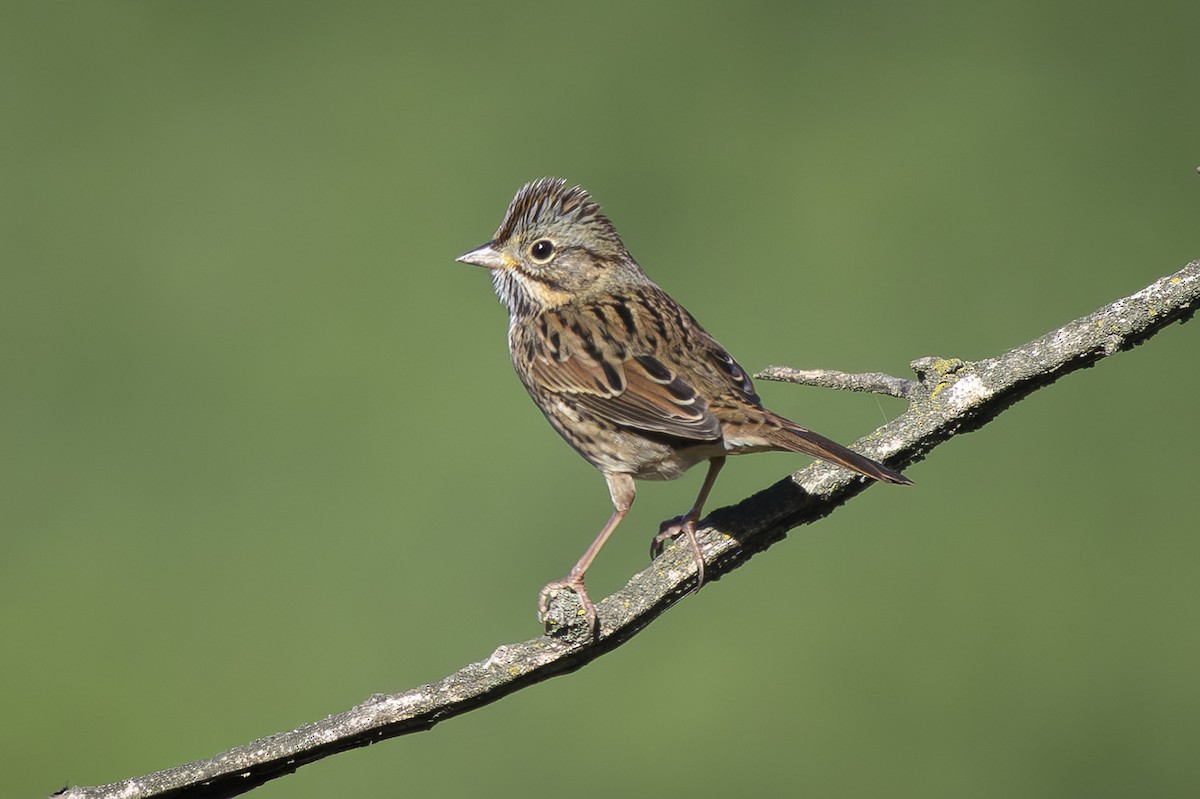 Lincoln's Sparrow - ML643033733