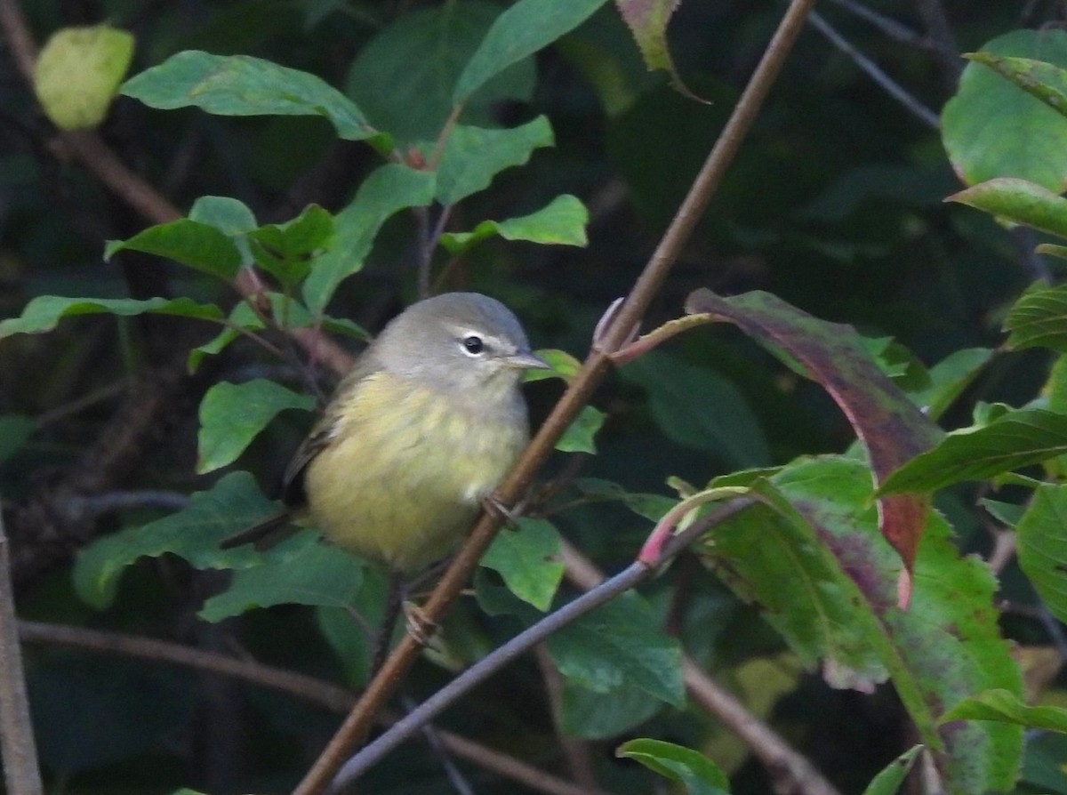 Orange-crowned Warbler - ML643033773