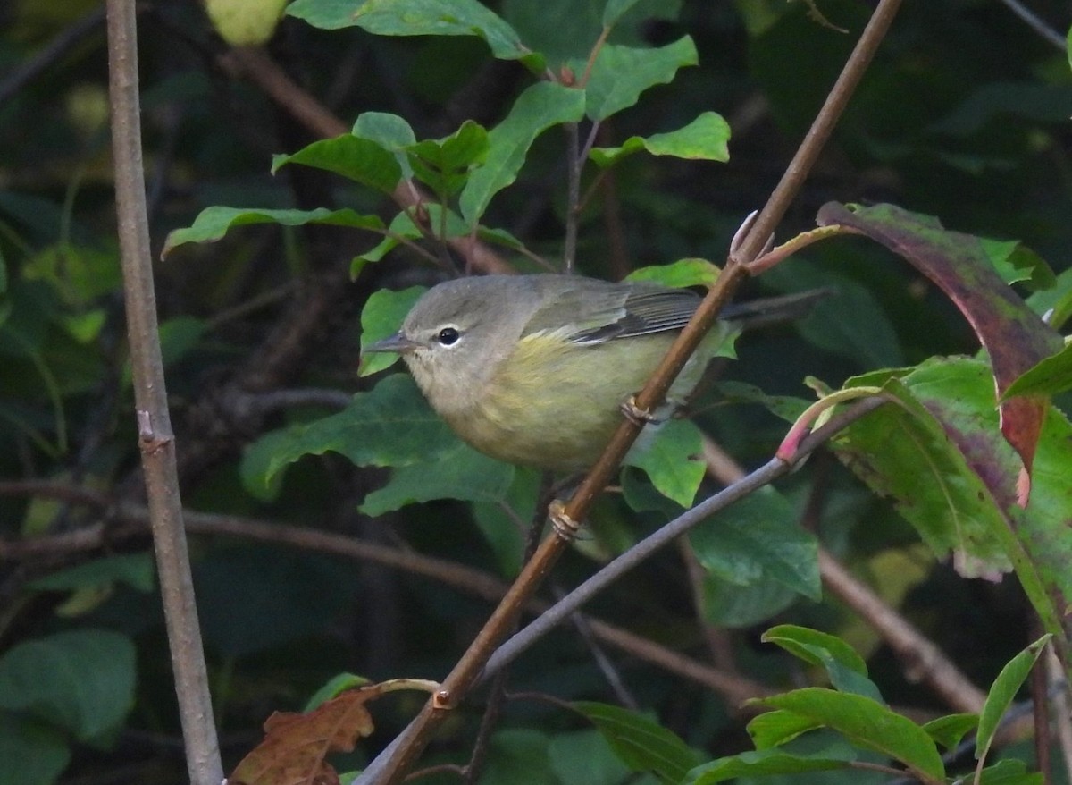 Orange-crowned Warbler - ML643033774