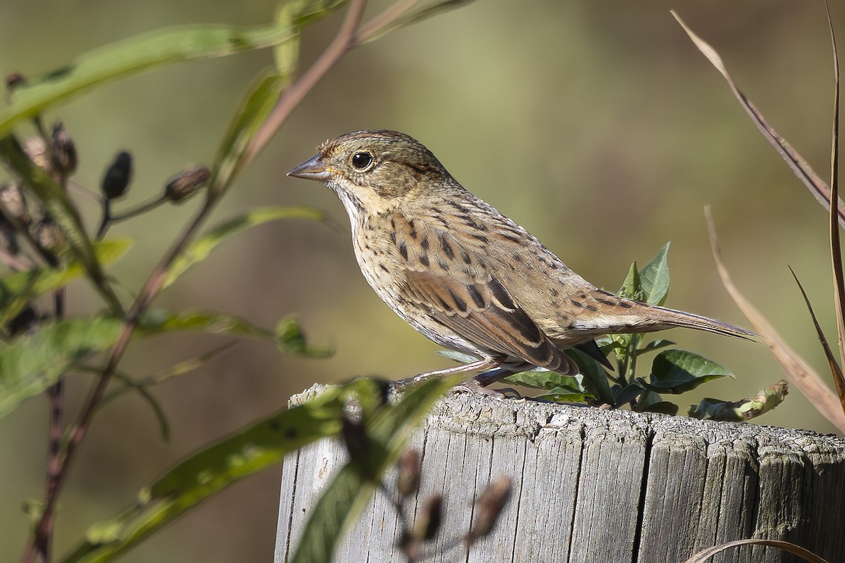Lincoln's Sparrow - ML643033780