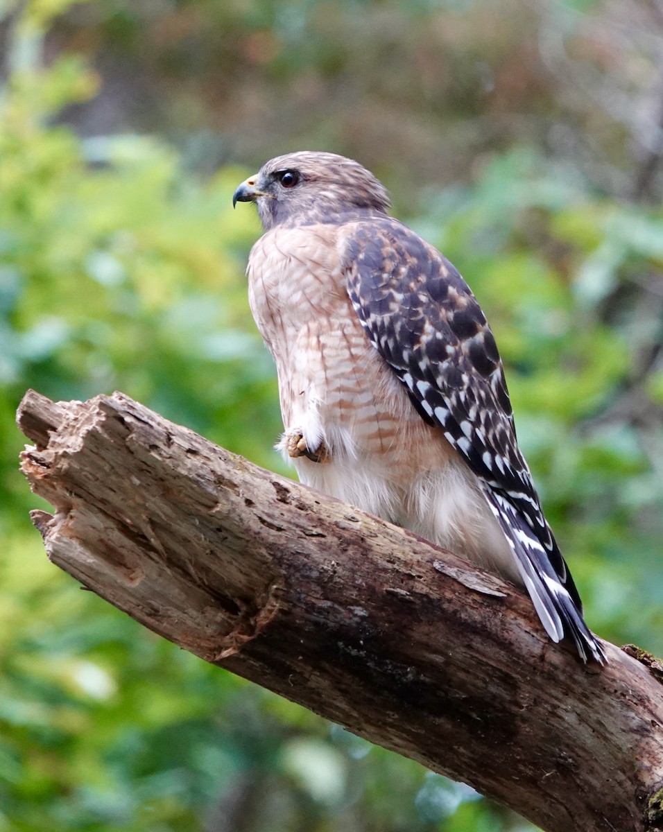 Red-shouldered Hawk - ML643033782
