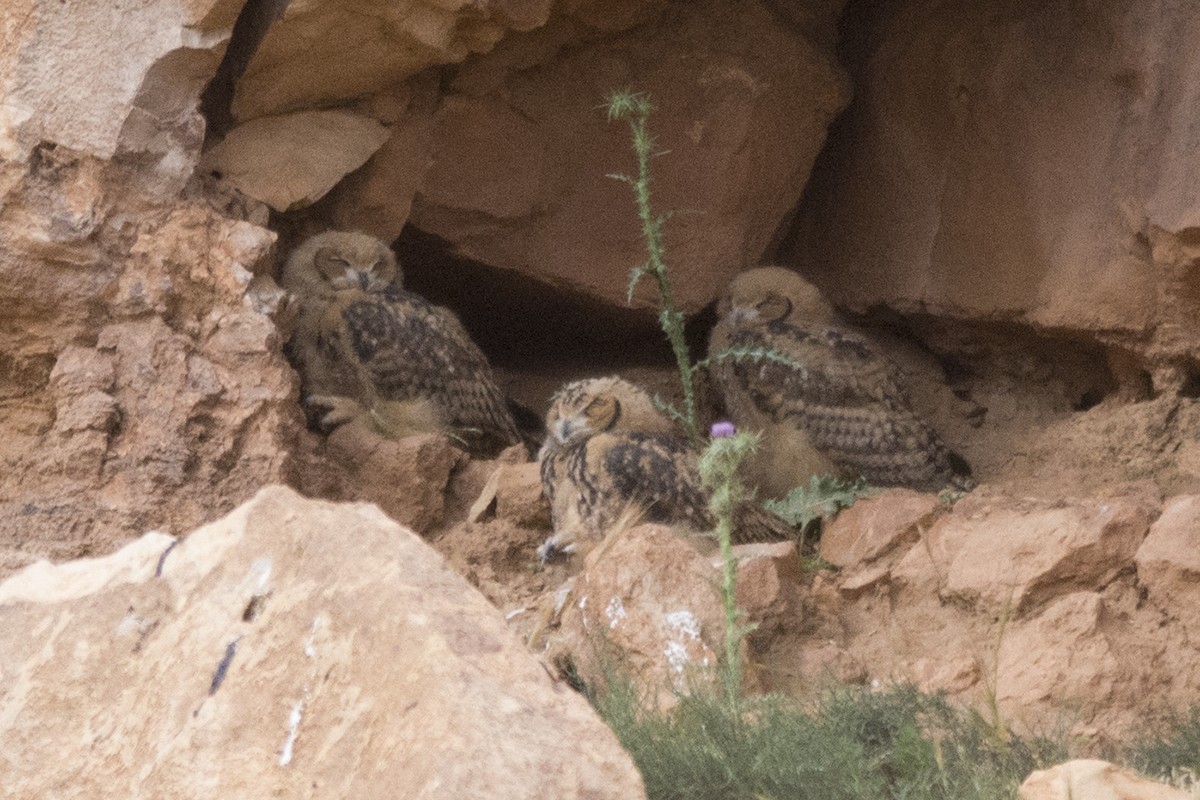 Pharaoh Eagle-Owl - ML643033794