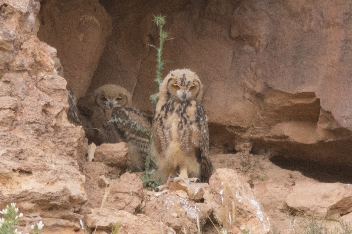 Pharaoh Eagle-Owl - ML643033795