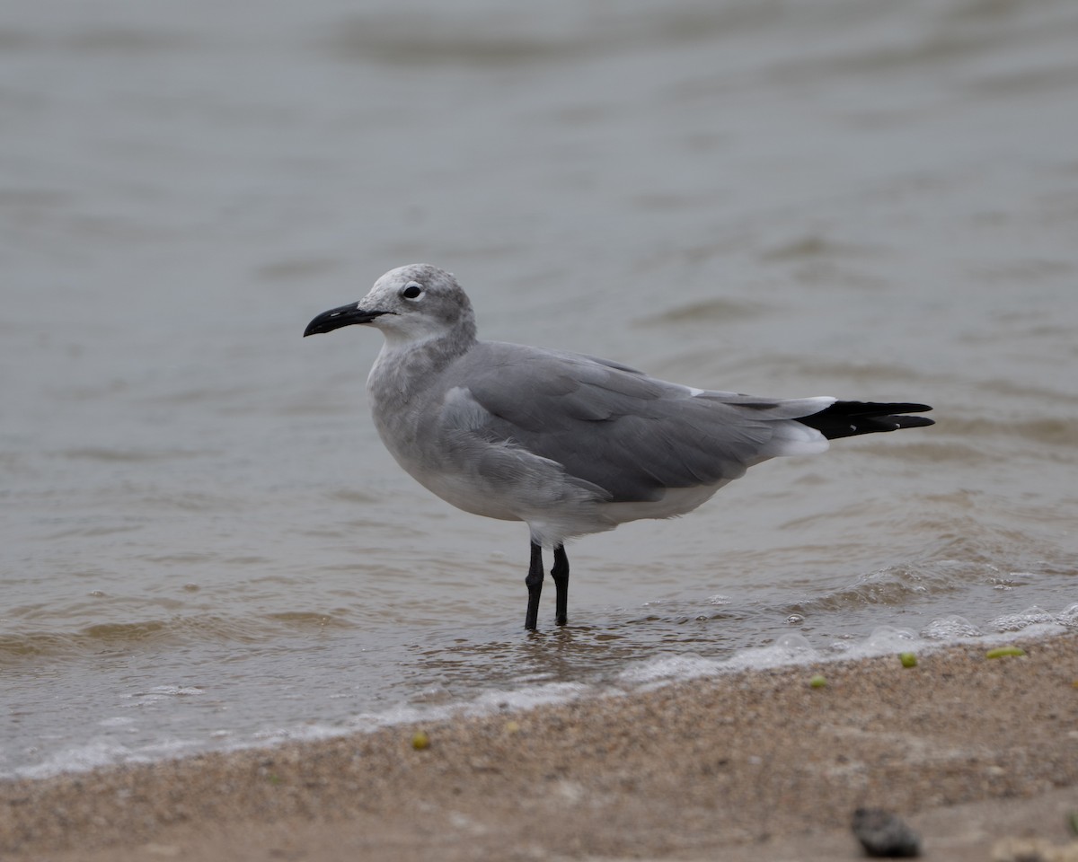 racek karibský - ML643033812