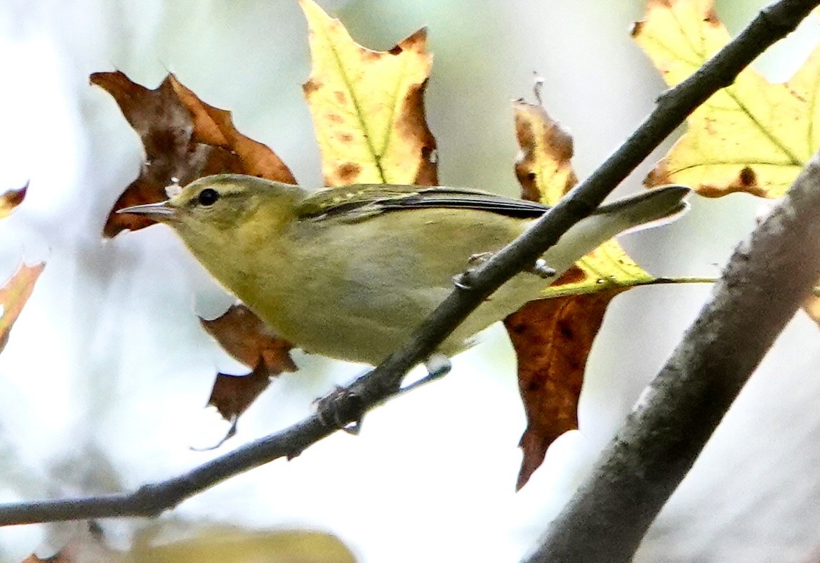 Tennessee Warbler - ML643033819