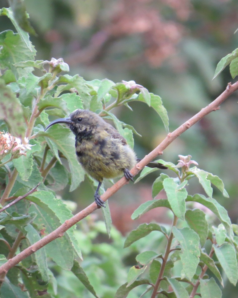 Bronze Sunbird - ML643033839