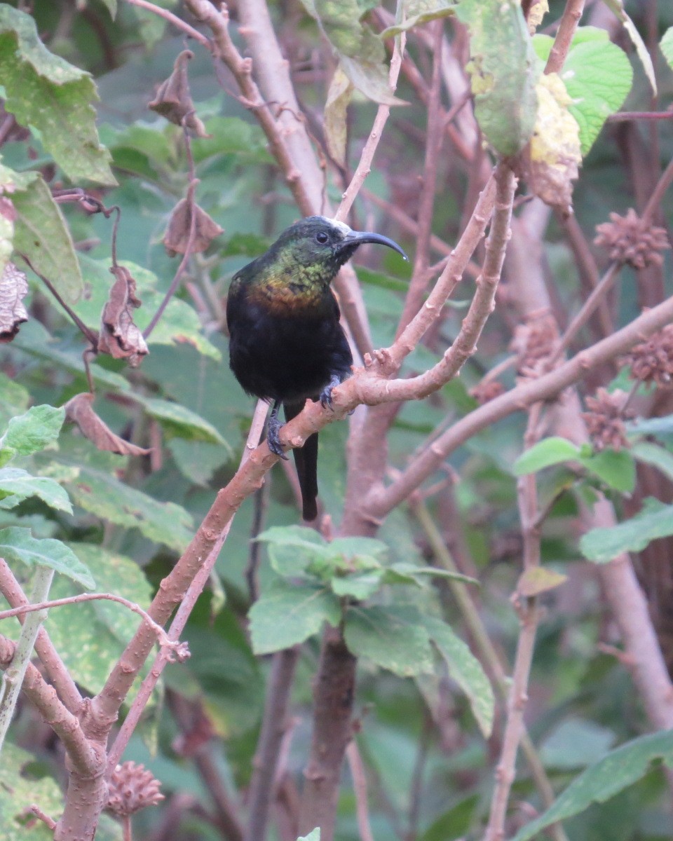 Bronze Sunbird - ML643033848