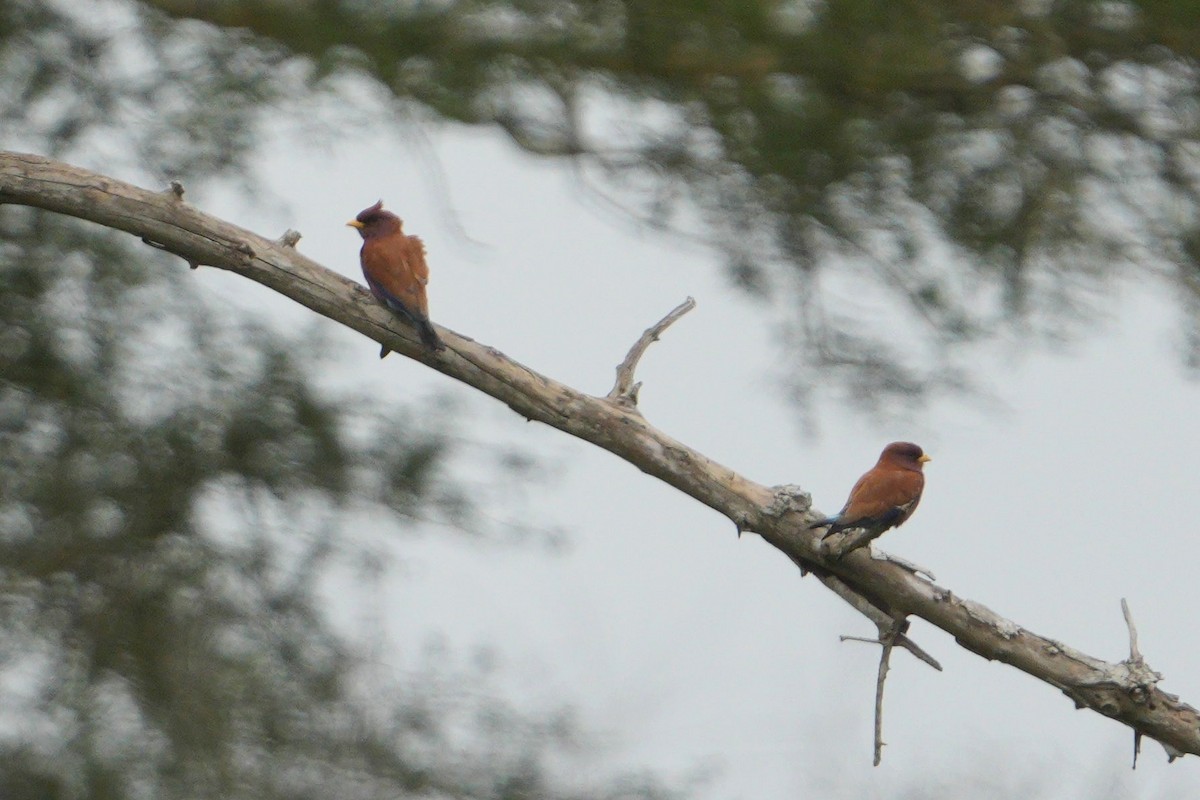 Broad-billed Roller - ML643033850