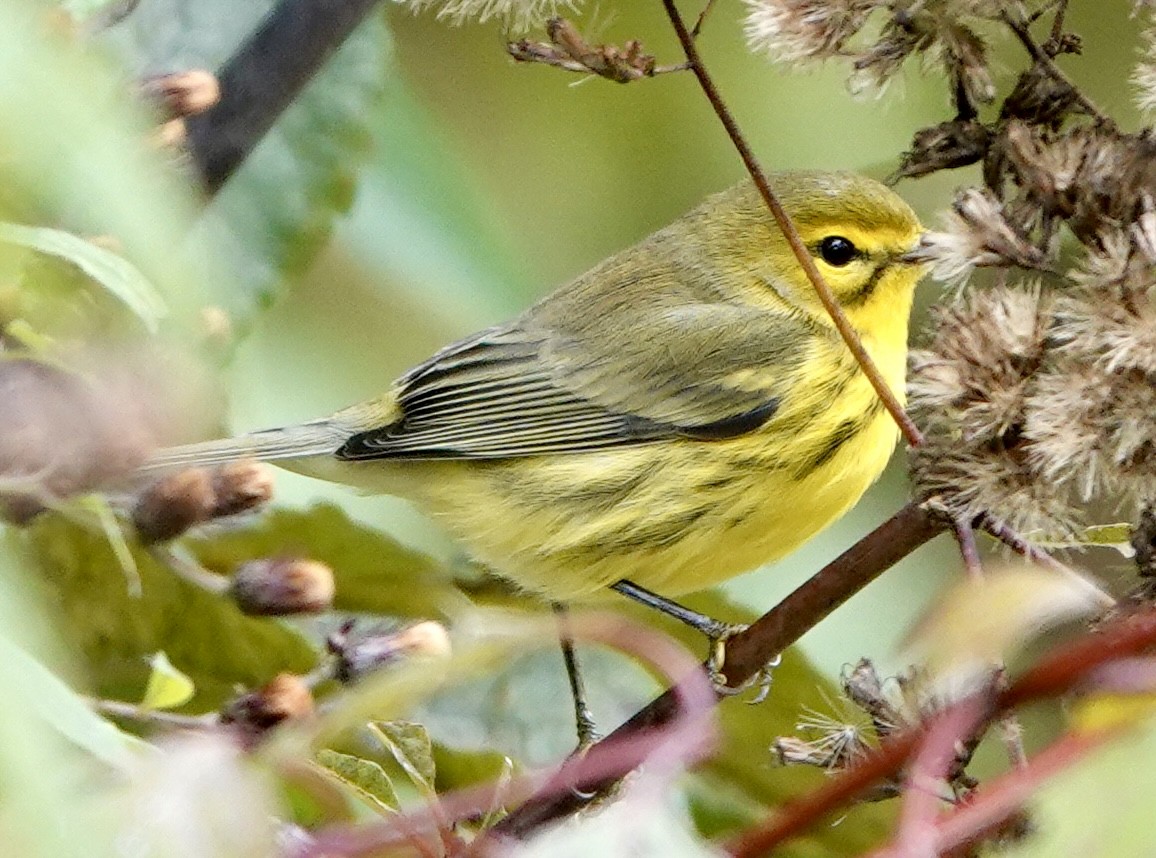 Prairie Warbler - ML643033863