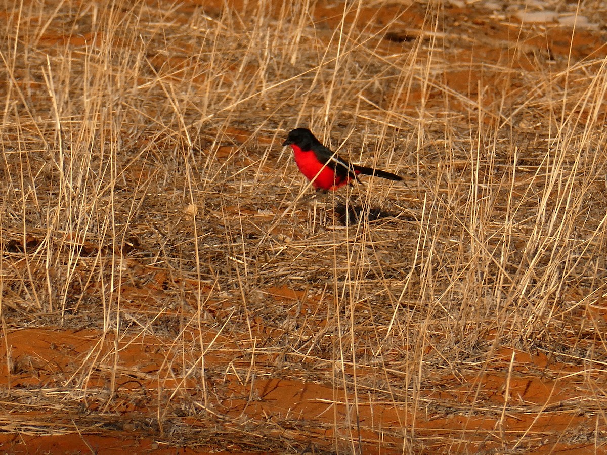 Crimson-breasted Gonolek - ML643033864