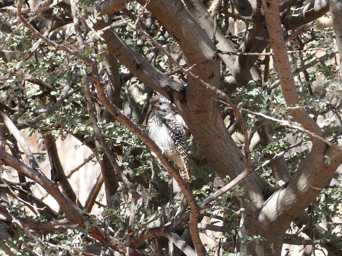 Cardinal Woodpecker - ML643033865