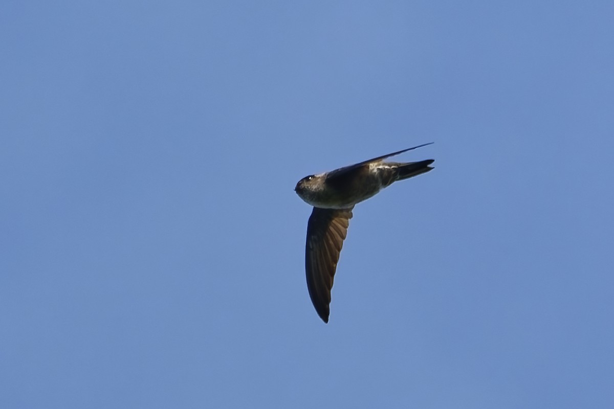 White-nest Swiftlet - ML643033881