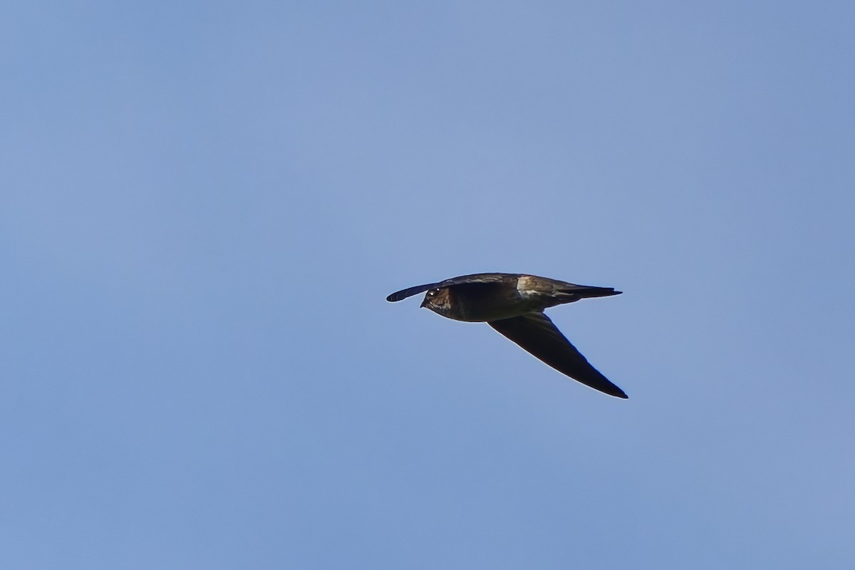 White-nest Swiftlet - ML643033882