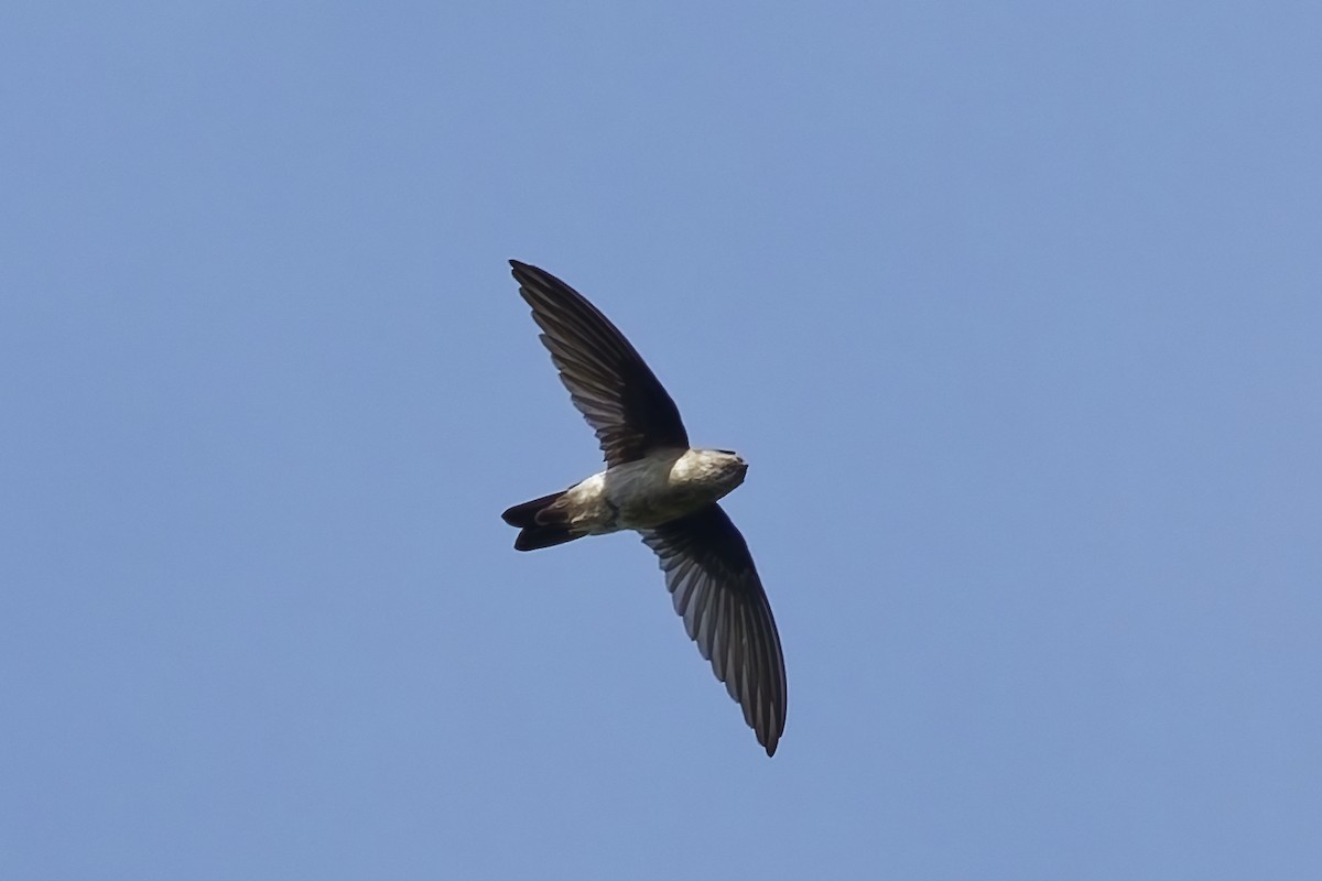 White-nest Swiftlet - ML643033883