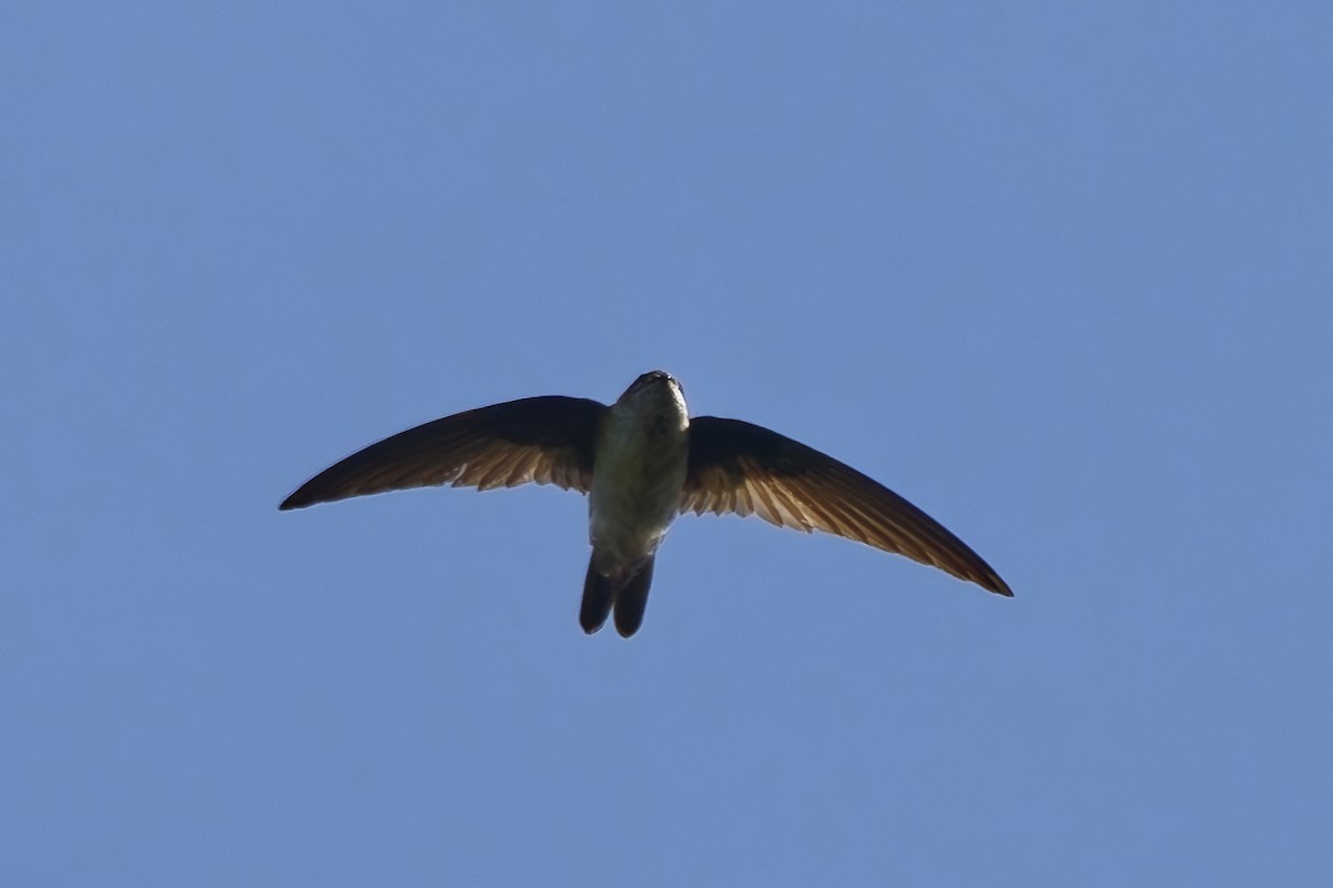 White-nest Swiftlet - ML643033890