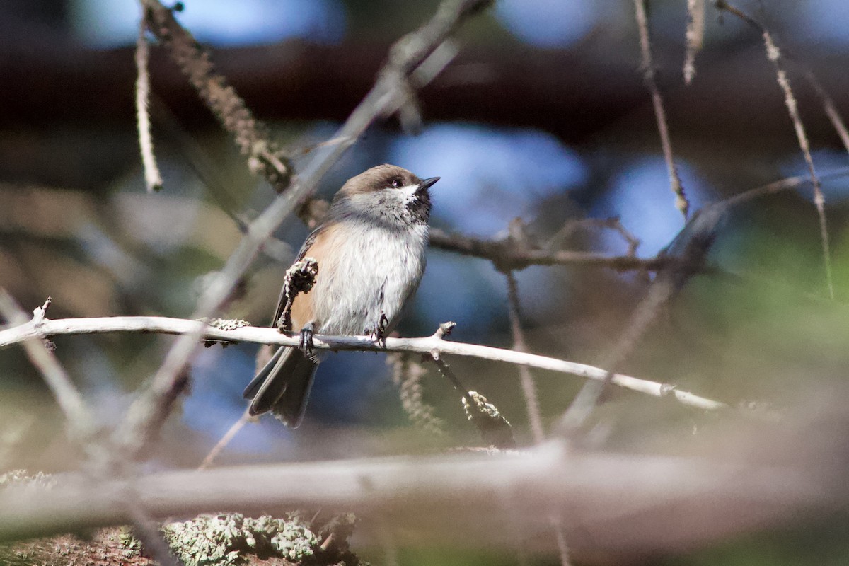 カナダコガラ - ML643033899