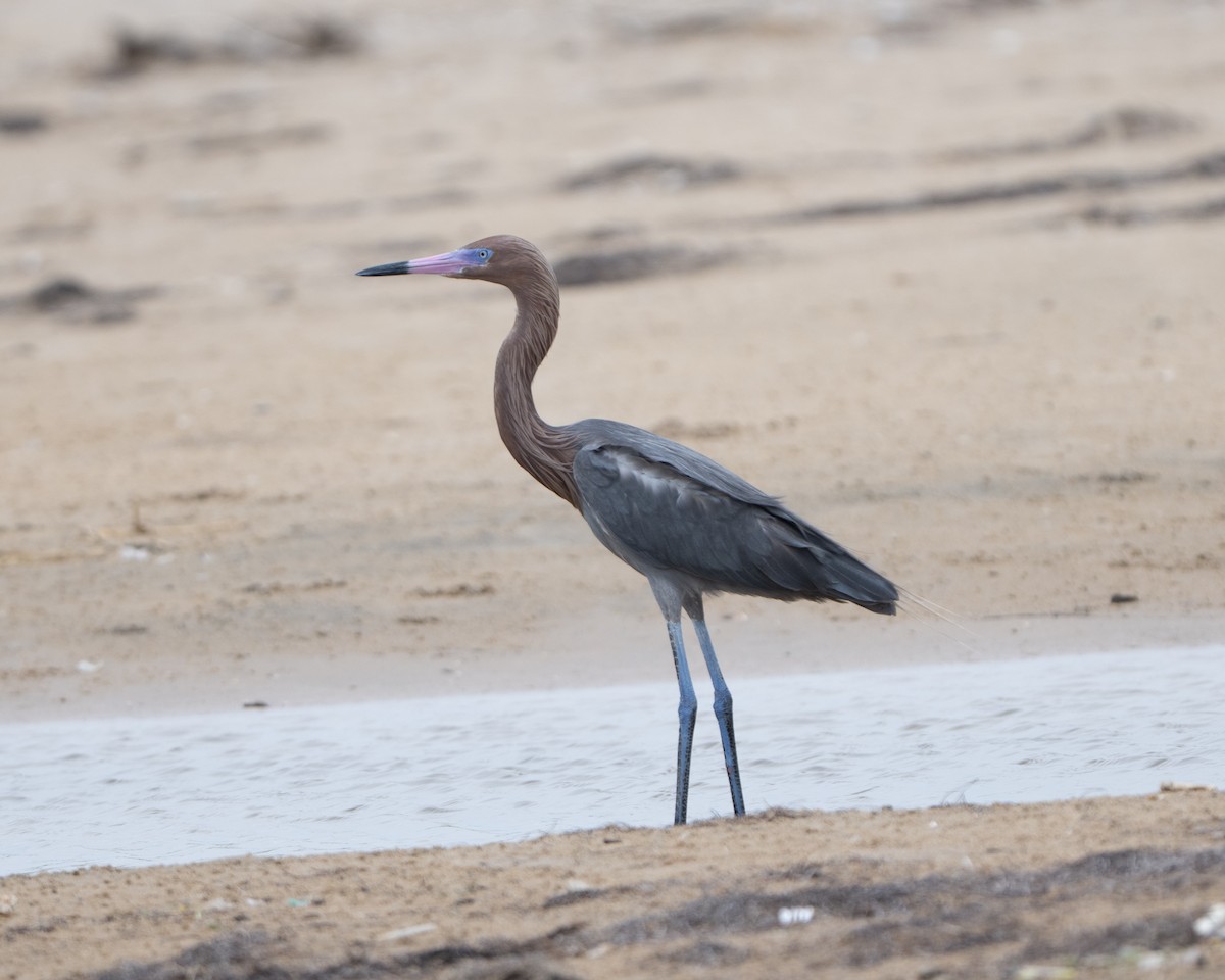 volavka červenavá - ML643033901