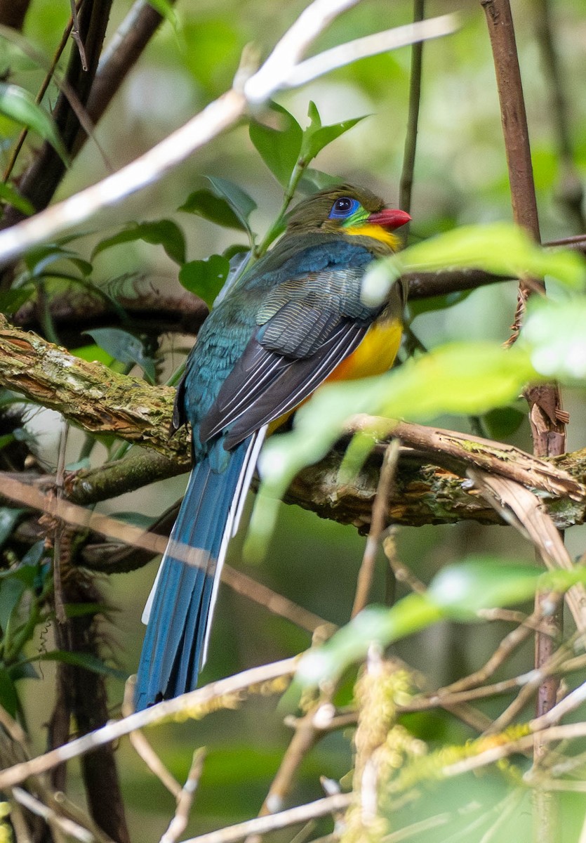 Javan Trogon - ML643033908