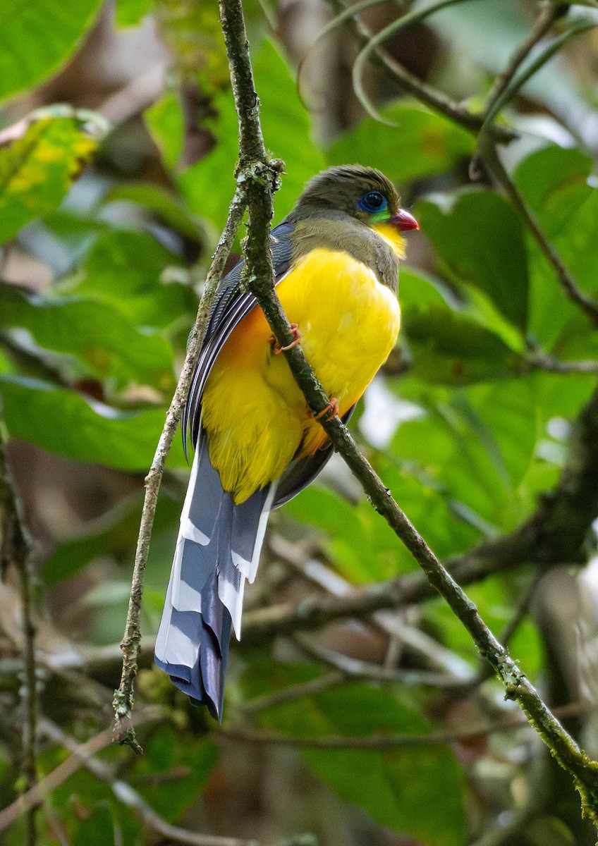 Javan Trogon - ML643033909