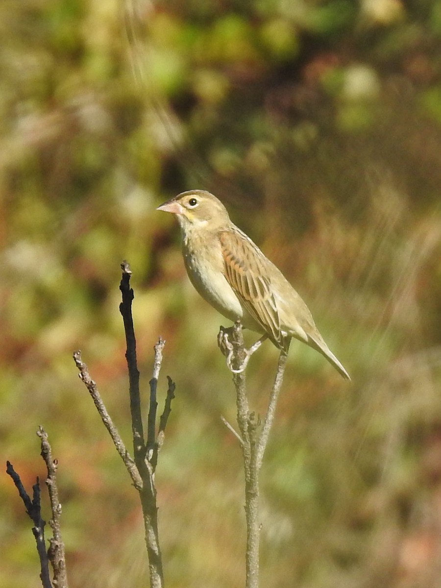 Dickcissel - ML643033913