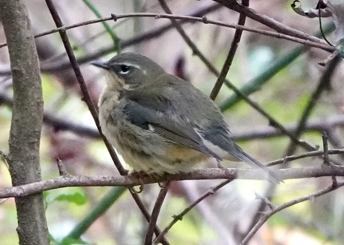 Black-throated Blue Warbler - ML643033925